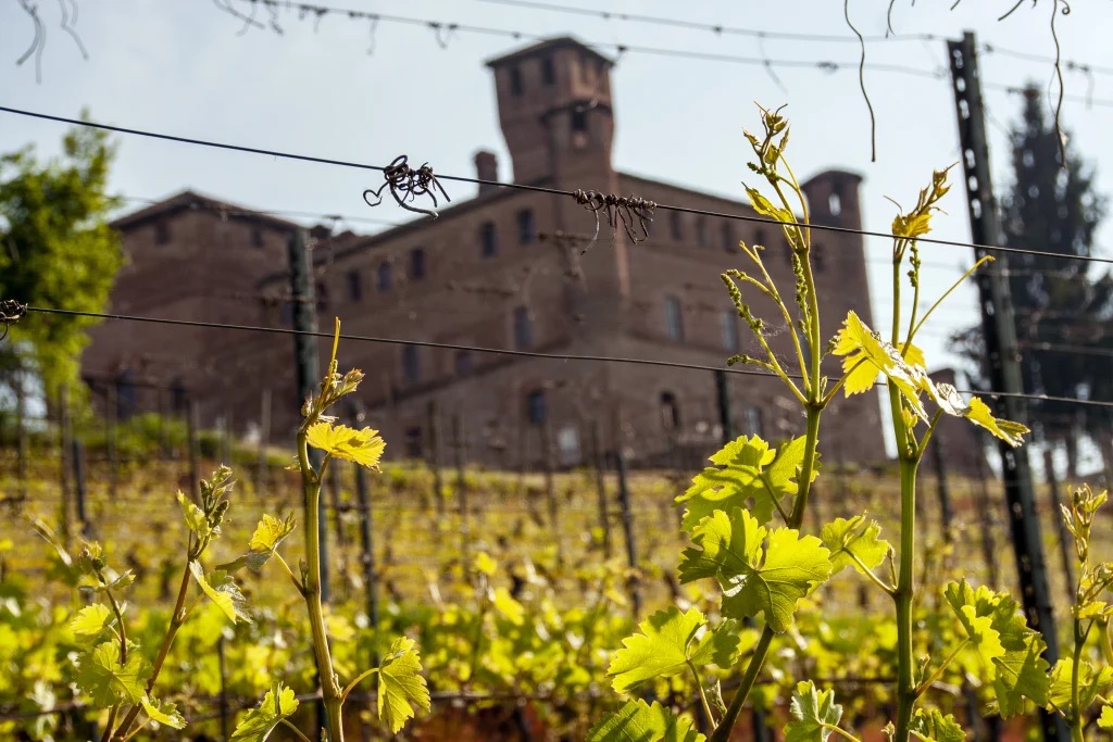 Vista panorámica de un edificio antiguo frente a un viñedo.