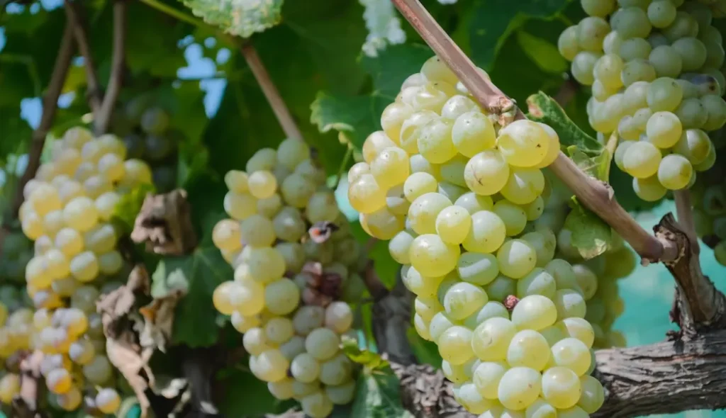 racimos de uvas verdes