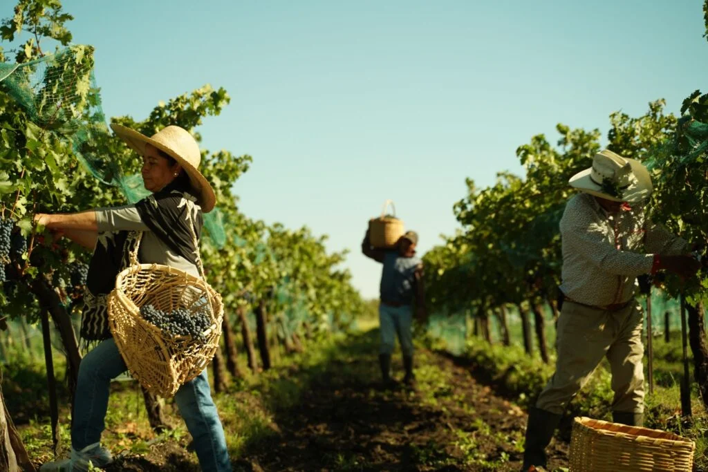 Producción de vino cada temporada.