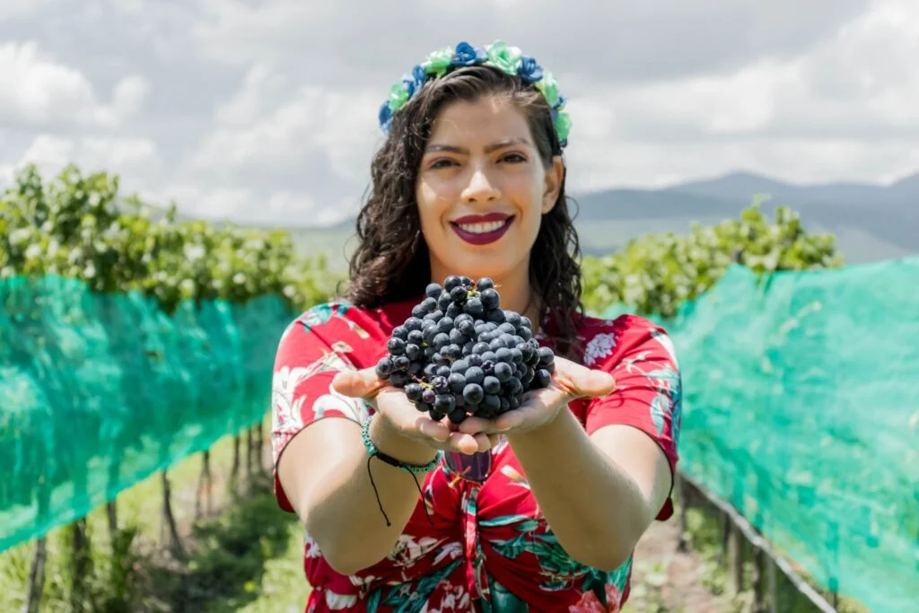 Recolección de uvas para la vendimia en otoño.