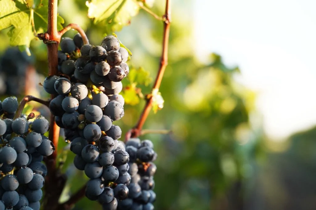 Uvas con rayos de sol en verano en preparación para la cosecha.