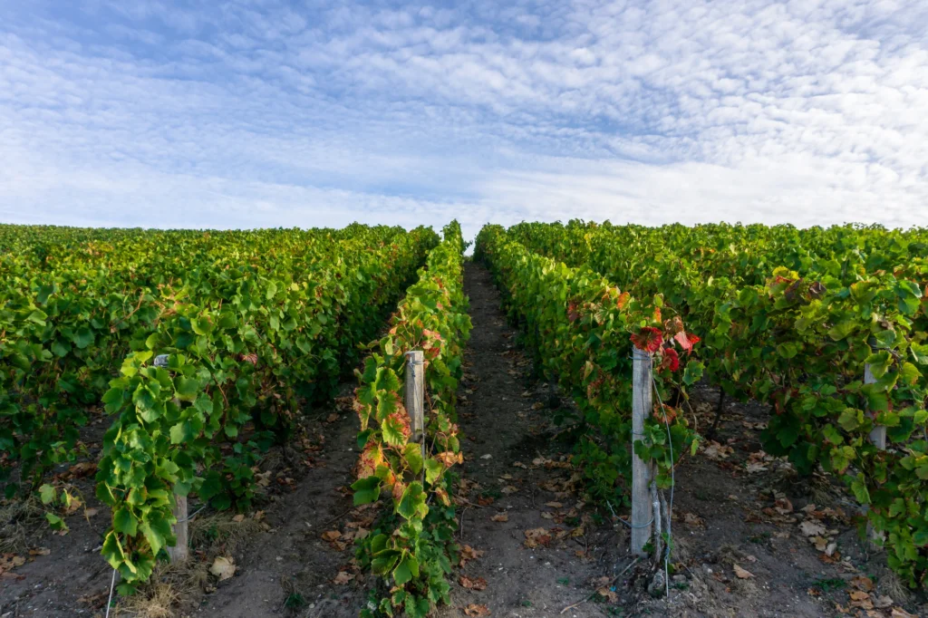wineries en San Miguel de Allende