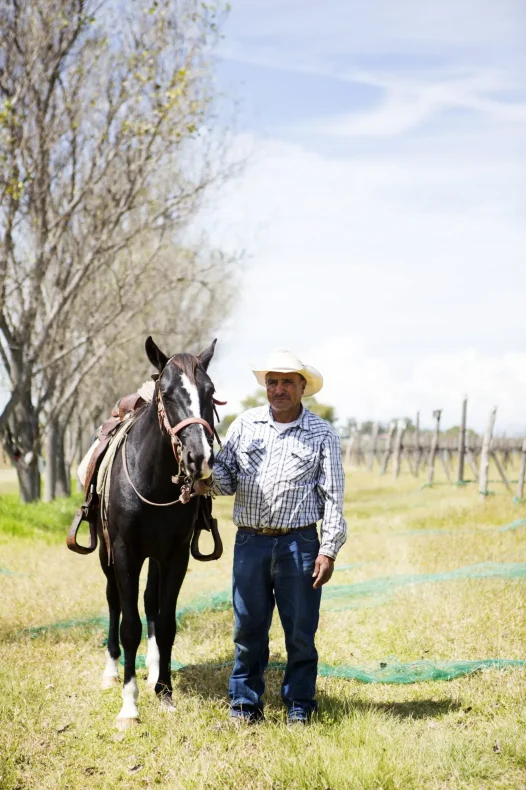 caballos en el campo
