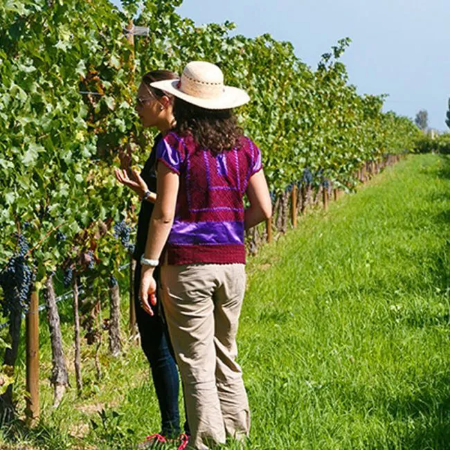 cuna-de-tierra-650x650