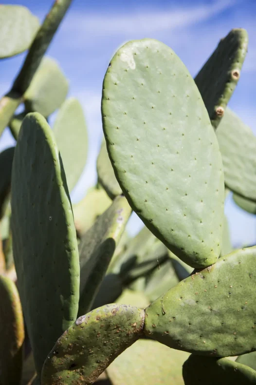 nopal en viñedo