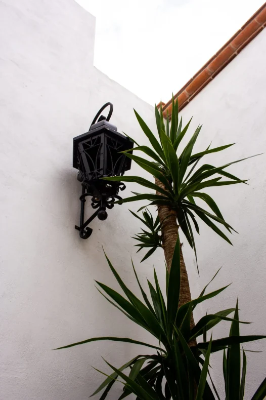 viñedos en san miguel de allende